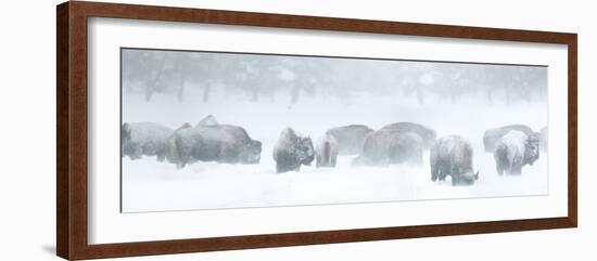 Bisons in Blizzard-Howard Ruby-Framed Photographic Print