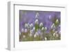 Bistort flowers. Tuolumne Meadows, Yosemite National Park, California-Adam Jones-Framed Photographic Print