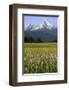 Bistort meadow with a view of the Watzmann, Upper Bavaria, Bavaria, Germany-null-Framed Art Print