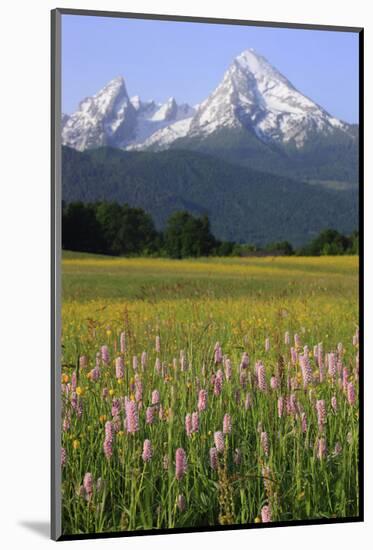 Bistort meadow with a view of the Watzmann, Upper Bavaria, Bavaria, Germany-null-Mounted Art Print