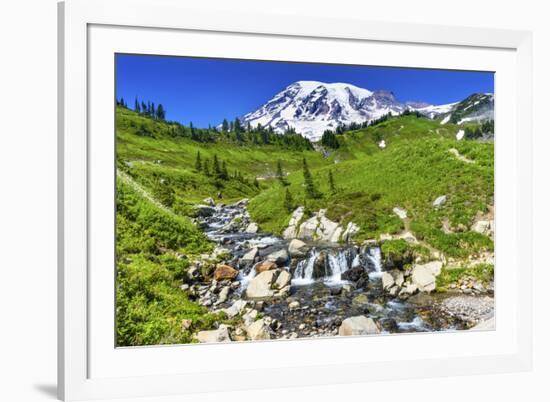 Bistort Wildflowers, Edith Creek, Mount Rainier, Paradise, Mount Rainier National Park, Washington -William Perry-Framed Photographic Print