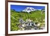 Bistort Wildflowers, Edith Creek, Mount Rainier, Paradise, Mount Rainier National Park, Washington -William Perry-Framed Photographic Print