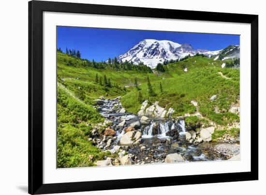 Bistort Wildflowers, Edith Creek, Mount Rainier, Paradise, Mount Rainier National Park, Washington -William Perry-Framed Photographic Print