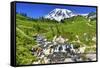 Bistort Wildflowers, Edith Creek, Mount Rainier, Paradise, Mount Rainier National Park, Washington -William Perry-Framed Stretched Canvas