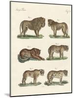 Biting Animals-null-Mounted Giclee Print