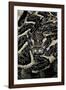 Bitis Arietans (Puff Adder)-Paul Starosta-Framed Photographic Print