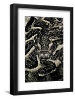 Bitis Arietans (Puff Adder)-Paul Starosta-Framed Photographic Print