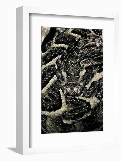 Bitis Arietans (Puff Adder)-Paul Starosta-Framed Photographic Print