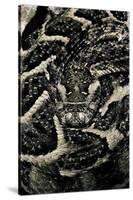 Bitis Arietans (Puff Adder)-Paul Starosta-Stretched Canvas