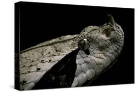 Bitis Gabonica (Gaboon Viper)-Paul Starosta-Stretched Canvas