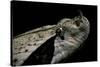 Bitis Gabonica (Gaboon Viper)-Paul Starosta-Stretched Canvas