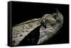 Bitis Gabonica (Gaboon Viper)-Paul Starosta-Framed Stretched Canvas