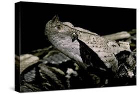 Bitis Gabonica (Gaboon Viper)-Paul Starosta-Stretched Canvas