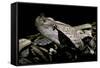 Bitis Gabonica (Gaboon Viper)-Paul Starosta-Framed Stretched Canvas