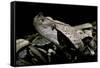 Bitis Gabonica (Gaboon Viper)-Paul Starosta-Framed Stretched Canvas