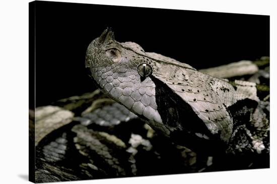 Bitis Gabonica (Gaboon Viper)-Paul Starosta-Stretched Canvas