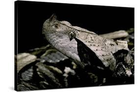 Bitis Gabonica (Gaboon Viper)-Paul Starosta-Stretched Canvas