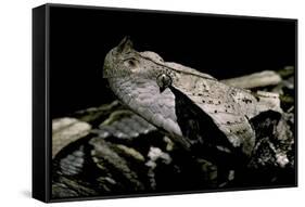 Bitis Gabonica (Gaboon Viper)-Paul Starosta-Framed Stretched Canvas