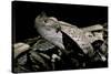 Bitis Gabonica (Gaboon Viper)-Paul Starosta-Stretched Canvas