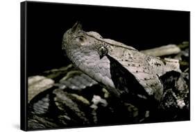 Bitis Gabonica (Gaboon Viper)-Paul Starosta-Framed Stretched Canvas