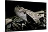 Bitis Gabonica (Gaboon Viper)-Paul Starosta-Stretched Canvas