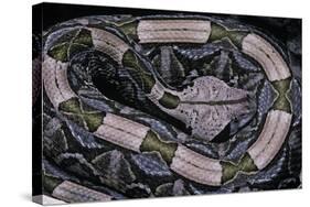 Bitis Gabonica (Gaboon Viper)-Paul Starosta-Stretched Canvas