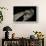 Bitis Gabonica (Gaboon Viper)-Paul Starosta-Framed Photographic Print displayed on a wall