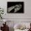 Bitis Gabonica (Gaboon Viper)-Paul Starosta-Framed Photographic Print displayed on a wall