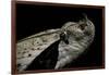 Bitis Gabonica (Gaboon Viper)-Paul Starosta-Framed Photographic Print