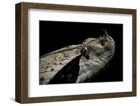 Bitis Gabonica (Gaboon Viper)-Paul Starosta-Framed Photographic Print