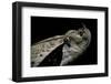 Bitis Gabonica (Gaboon Viper)-Paul Starosta-Framed Photographic Print