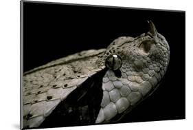 Bitis Gabonica (Gaboon Viper)-Paul Starosta-Mounted Photographic Print