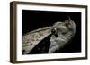 Bitis Gabonica (Gaboon Viper)-Paul Starosta-Framed Photographic Print