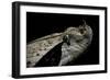 Bitis Gabonica (Gaboon Viper)-Paul Starosta-Framed Photographic Print