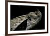 Bitis Gabonica (Gaboon Viper)-Paul Starosta-Framed Photographic Print