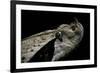 Bitis Gabonica (Gaboon Viper)-Paul Starosta-Framed Photographic Print