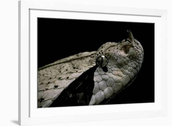 Bitis Gabonica (Gaboon Viper)-Paul Starosta-Framed Photographic Print