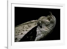 Bitis Gabonica (Gaboon Viper)-Paul Starosta-Framed Photographic Print