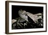 Bitis Gabonica (Gaboon Viper)-Paul Starosta-Framed Photographic Print