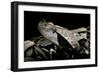 Bitis Gabonica (Gaboon Viper)-Paul Starosta-Framed Photographic Print