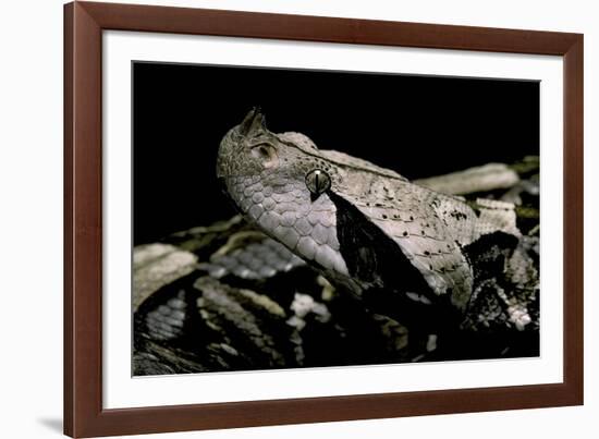 Bitis Gabonica (Gaboon Viper)-Paul Starosta-Framed Photographic Print