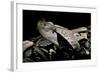 Bitis Gabonica (Gaboon Viper)-Paul Starosta-Framed Photographic Print