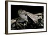 Bitis Gabonica (Gaboon Viper)-Paul Starosta-Framed Photographic Print