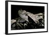 Bitis Gabonica (Gaboon Viper)-Paul Starosta-Framed Photographic Print