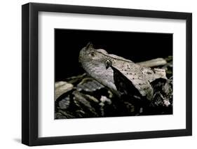 Bitis Gabonica (Gaboon Viper)-Paul Starosta-Framed Photographic Print