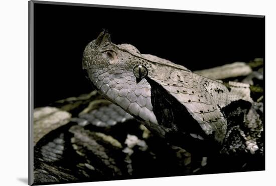 Bitis Gabonica (Gaboon Viper)-Paul Starosta-Mounted Photographic Print