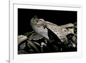 Bitis Gabonica (Gaboon Viper)-Paul Starosta-Framed Photographic Print