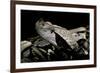 Bitis Gabonica (Gaboon Viper)-Paul Starosta-Framed Photographic Print