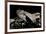 Bitis Gabonica (Gaboon Viper)-Paul Starosta-Framed Photographic Print