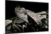 Bitis Gabonica (Gaboon Viper)-Paul Starosta-Mounted Photographic Print